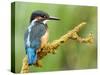 Common Kingfisher Perched on Lichen Covered Twig, Hertfordshire, England, UK-Andy Sands-Stretched Canvas