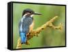 Common Kingfisher Perched on Lichen Covered Twig, Hertfordshire, England, UK-Andy Sands-Framed Stretched Canvas
