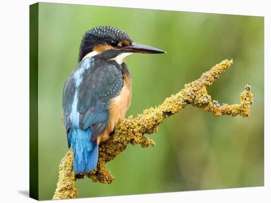 Common Kingfisher Perched on Lichen Covered Twig, Hertfordshire, England, UK-Andy Sands-Stretched Canvas