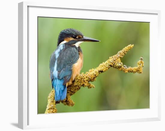 Common Kingfisher Perched on Lichen Covered Twig, Hertfordshire, England, UK-Andy Sands-Framed Photographic Print