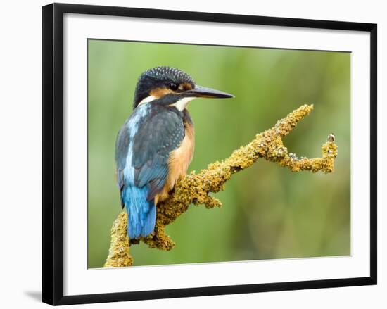 Common Kingfisher Perched on Lichen Covered Twig, Hertfordshire, England, UK-Andy Sands-Framed Photographic Print