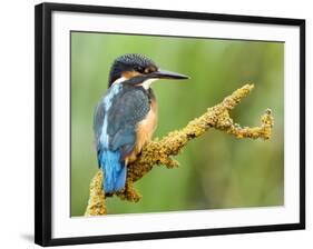 Common Kingfisher Perched on Lichen Covered Twig, Hertfordshire, England, UK-Andy Sands-Framed Photographic Print