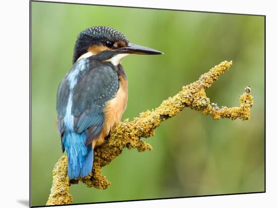 Common Kingfisher Perched on Lichen Covered Twig, Hertfordshire, England, UK-Andy Sands-Mounted Photographic Print