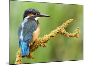 Common Kingfisher Perched on Lichen Covered Twig, Hertfordshire, England, UK-Andy Sands-Mounted Photographic Print