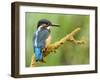 Common Kingfisher Perched on Lichen Covered Twig, Hertfordshire, England, UK-Andy Sands-Framed Photographic Print