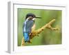 Common Kingfisher Perched on Lichen Covered Twig, Hertfordshire, England, UK-Andy Sands-Framed Photographic Print