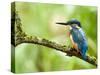 Common Kingfisher Perched on Mossy Branch, Hertfordshire, England, UK-Andy Sands-Stretched Canvas