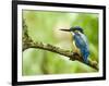 Common Kingfisher Perched on Mossy Branch, Hertfordshire, England, UK-Andy Sands-Framed Premium Photographic Print