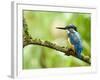 Common Kingfisher Perched on Mossy Branch, Hertfordshire, England, UK-Andy Sands-Framed Photographic Print