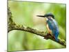 Common Kingfisher Perched on Mossy Branch, Hertfordshire, England, UK-Andy Sands-Mounted Photographic Print