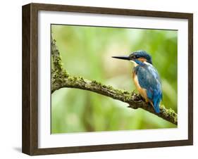 Common Kingfisher Perched on Mossy Branch, Hertfordshire, England, UK-Andy Sands-Framed Photographic Print