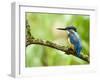 Common Kingfisher Perched on Mossy Branch, Hertfordshire, England, UK-Andy Sands-Framed Photographic Print