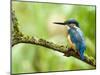 Common Kingfisher Perched on Mossy Branch, Hertfordshire, England, UK-Andy Sands-Mounted Photographic Print