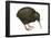 Common Kiwi (Apteryx Australis), Birds-Encyclopaedia Britannica-Framed Poster