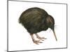 Common Kiwi (Apteryx Australis), Birds-Encyclopaedia Britannica-Mounted Poster