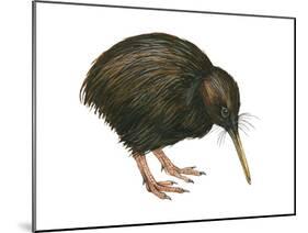 Common Kiwi (Apteryx Australis), Birds-Encyclopaedia Britannica-Mounted Poster