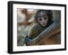 Common Langur (Semnopithecus Entellus), Bandhavgarh National Park, Madhya Pradesh, India, Asia-Sergio Pitamitz-Framed Photographic Print