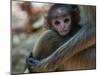 Common Langur (Semnopithecus Entellus), Bandhavgarh National Park, Madhya Pradesh, India, Asia-Sergio Pitamitz-Mounted Photographic Print