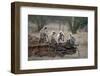 Common Langur (Semnopithecus Entellus), Bandhavgarh National Park, Madhya Pradesh, India, Asia-Sergio Pitamitz-Framed Photographic Print