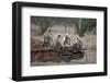 Common Langur (Semnopithecus Entellus), Bandhavgarh National Park, Madhya Pradesh, India, Asia-Sergio Pitamitz-Framed Photographic Print