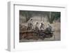 Common Langur (Semnopithecus Entellus), Bandhavgarh National Park, Madhya Pradesh, India, Asia-Sergio Pitamitz-Framed Photographic Print