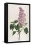 Common Lilac-William Curtis-Framed Stretched Canvas