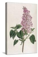 Common Lilac-William Curtis-Stretched Canvas