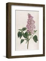 Common Lilac-William Curtis-Framed Photographic Print