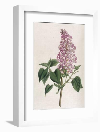 Common Lilac-William Curtis-Framed Photographic Print