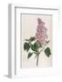 Common Lilac-William Curtis-Framed Photographic Print