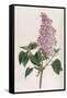 Common Lilac-William Curtis-Framed Stretched Canvas