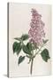 Common Lilac-William Curtis-Stretched Canvas