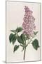 Common Lilac-William Curtis-Mounted Photographic Print