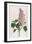 Common Lilac-William Curtis-Framed Photographic Print