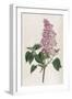 Common Lilac-William Curtis-Framed Photographic Print