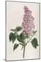 Common Lilac-William Curtis-Mounted Photographic Print