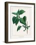 Common lilac-Annika John-Framed Giclee Print