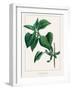 Common lilac-Annika John-Framed Giclee Print