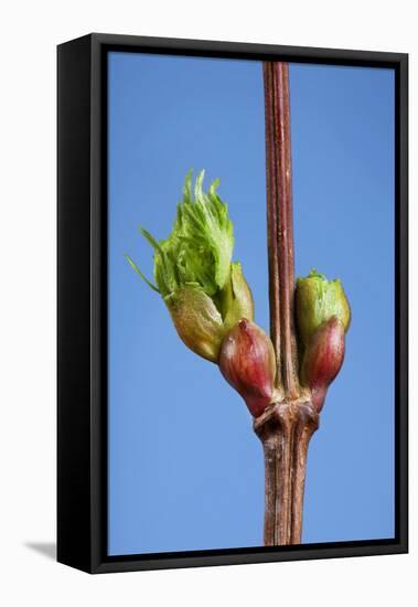 Common Lime Bud and Leaf-null-Framed Stretched Canvas