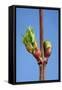 Common Lime Bud and Leaf-null-Framed Stretched Canvas