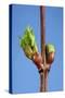 Common Lime Bud and Leaf-null-Stretched Canvas