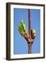 Common Lime Bud and Leaf-null-Framed Photographic Print