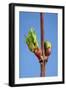 Common Lime Bud and Leaf-null-Framed Photographic Print