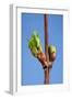 Common Lime Bud and Leaf-null-Framed Photographic Print