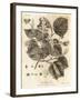 Common Lime Tree, Tilia × Europaea. , 1776 (Engraving)-Johann Sebastien Muller-Framed Giclee Print