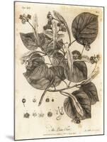 Common Lime Tree, Tilia × Europaea. , 1776 (Engraving)-Johann Sebastien Muller-Mounted Giclee Print