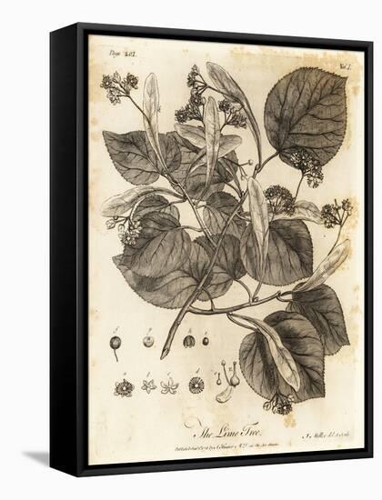 Common Lime Tree, Tilia × Europaea. , 1776 (Engraving)-Johann Sebastien Muller-Framed Stretched Canvas