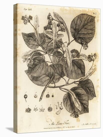 Common Lime Tree, Tilia × Europaea. , 1776 (Engraving)-Johann Sebastien Muller-Stretched Canvas