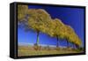 Common Lime Trees on Roadside, in Autumn Colour-null-Framed Stretched Canvas