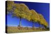 Common Lime Trees on Roadside, in Autumn Colour-null-Stretched Canvas